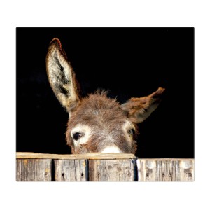 Banjado Herdabdeckplatte Glas mit Esel Motiv, 60x52cm. Schneidebrett & Spritzschutz.