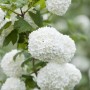 Blühender Viburnum Opulus Roseum Schneeball mit weißen Blütenbällen im Garten.