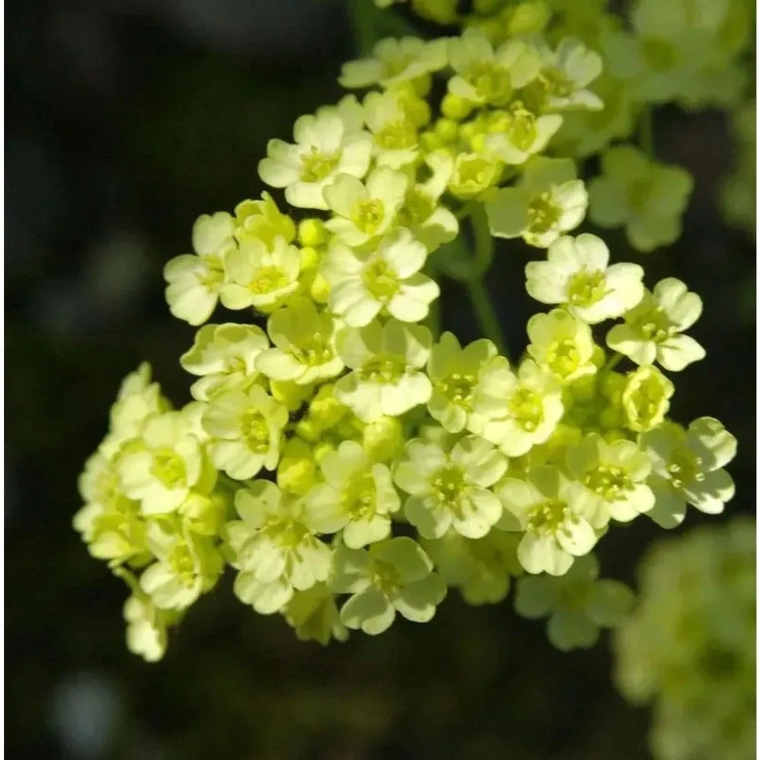 Steinkraut Citrina - Aurinia saxatile
