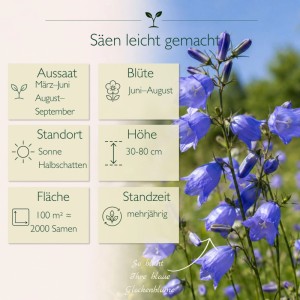 Blaue Glockenblumen (Campanula) in voller Blüte mit Infografik zu Aussaat, Blütezeit, Höhe und Pflege. 2000 Samen.