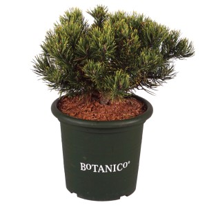 Bergkiefer Carstens Wintergold im Topf, Zwergkonifere für Garten & Kübel.