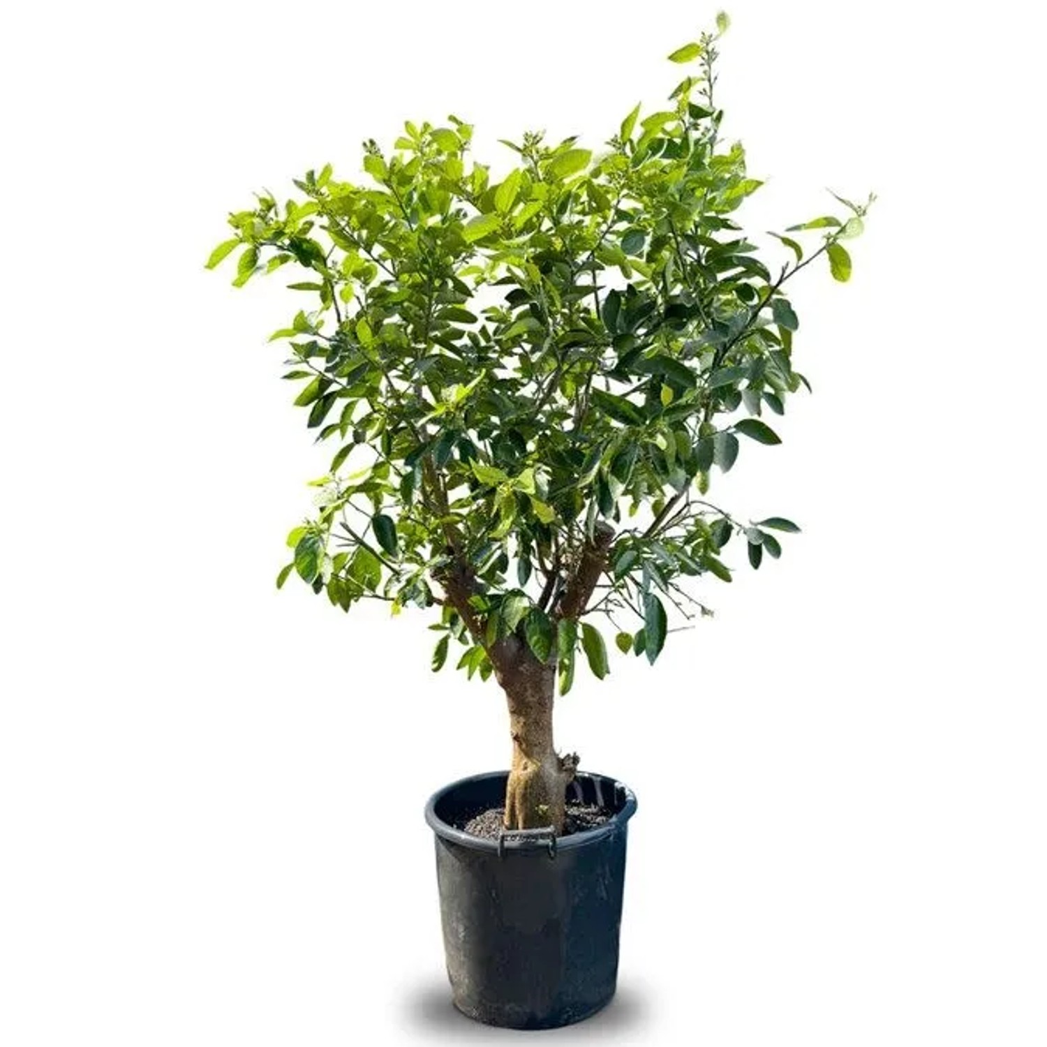 Sunny-Tree Limettenbaum XL Großer 180 cm Citrus Latifolia Obstbaum Fruchtbildend 30 Jähriger Limettenbaum