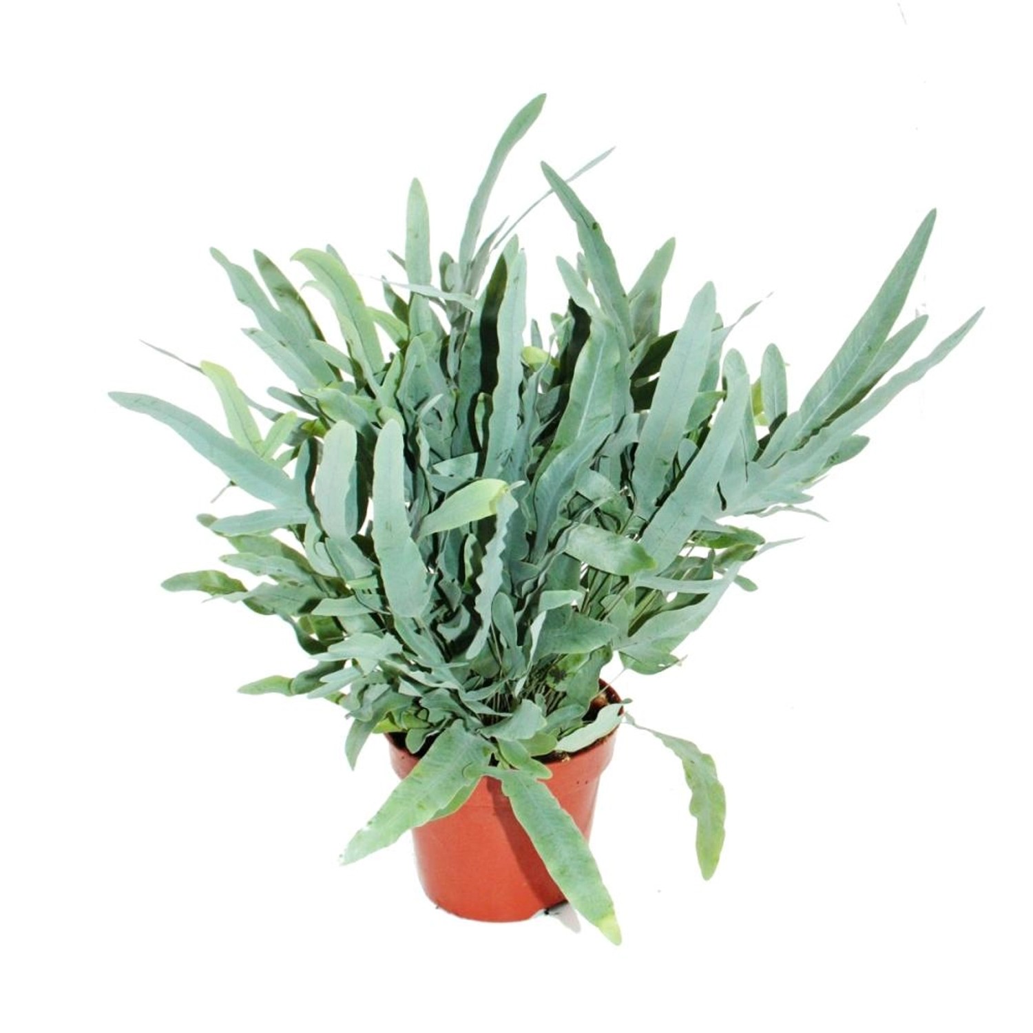 Exotenherz Goldtüpfelfarn Blue Star Phlebodium Aureum 17cm günstig online kaufen