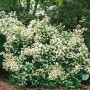 Üppiger Duftjasmin 'Belle Etoile' mit weißen Blüten im Garten, Kategorie: Sträucher.