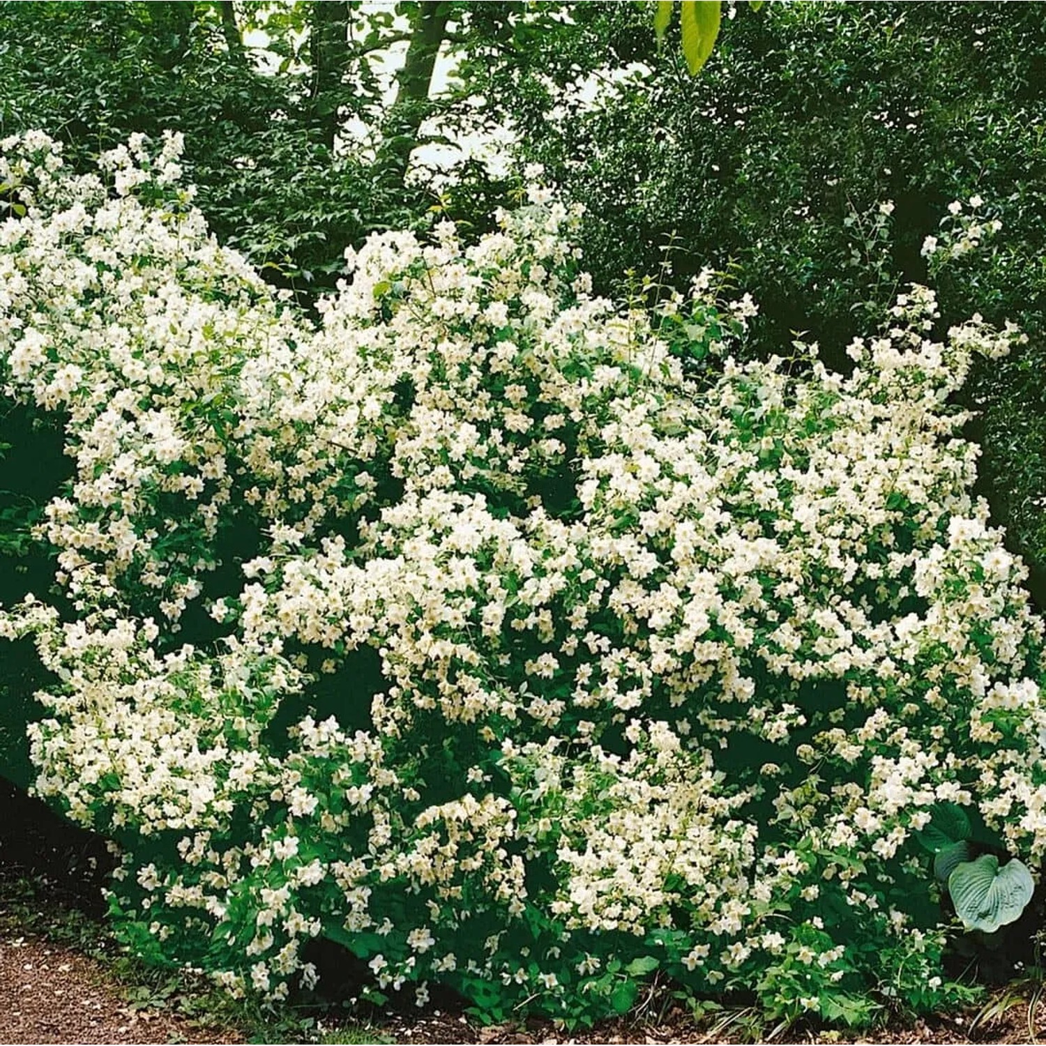 Üppiger Duftjasmin 'Belle Etoile' mit weißen Blüten im Garten, Kategorie: Sträucher.