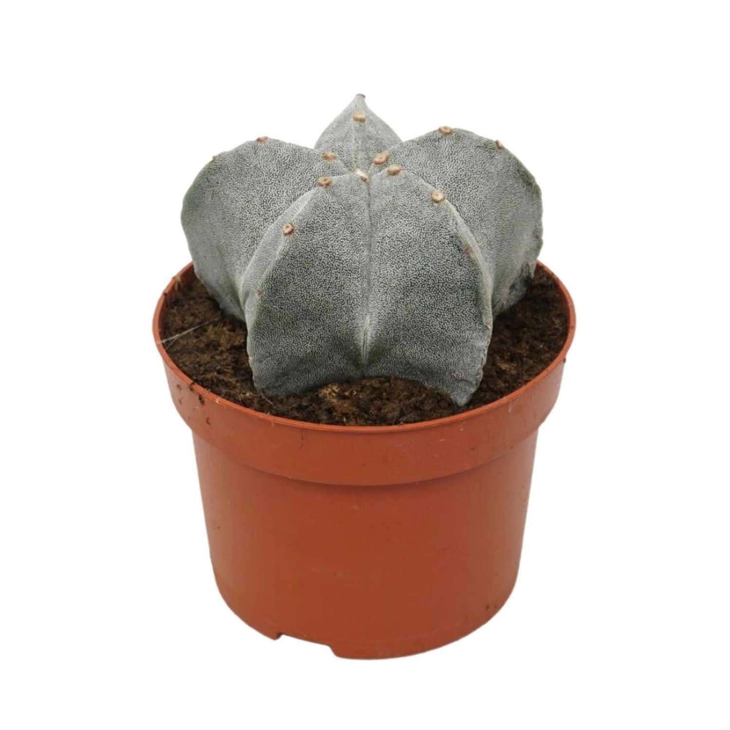 Exotenherz Astrophytum Myriostigma Bischofsmütze 12cm Topf Kaktus Zimmerpflanze