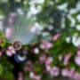 Rain Bird Versenksprüher bewässert Blumenbeet. Regner mit feinem Sprühnebel für Gartenbewässerung.