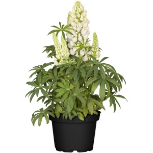 Weiße GROW by OBI Lupine (Lupinus polyphyllus) im Topf, ca. 13 cm Ø.