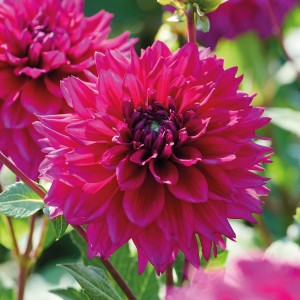 Nahaufnahme einer pinkfarbenen GROW by OBI Dahlie Fuchsia Charm, ca. 75 cm hoch.