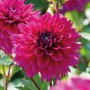 Nahaufnahme einer pinkfarbenen GROW by OBI Dahlie Fuchsia Charm, ca. 75 cm hoch.