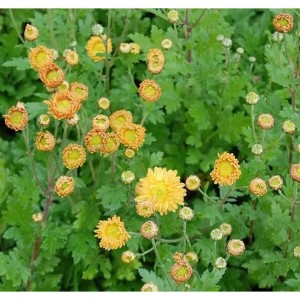 Winteraster Goldmarianne (Chrysanthemum Indicum) mit gelben Blüten und grünen Blättern.