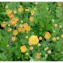Winteraster Goldmarianne (Chrysanthemum Indicum) mit gelben Blüten und grünen Blättern.