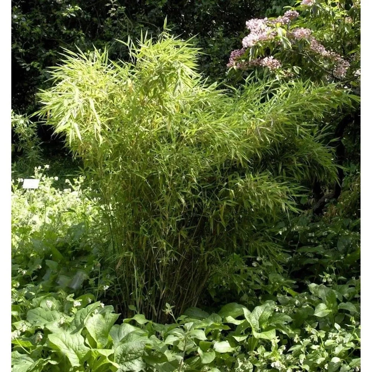 Gartenbambus Standing Stone 100-125cm - Fargesia murielae