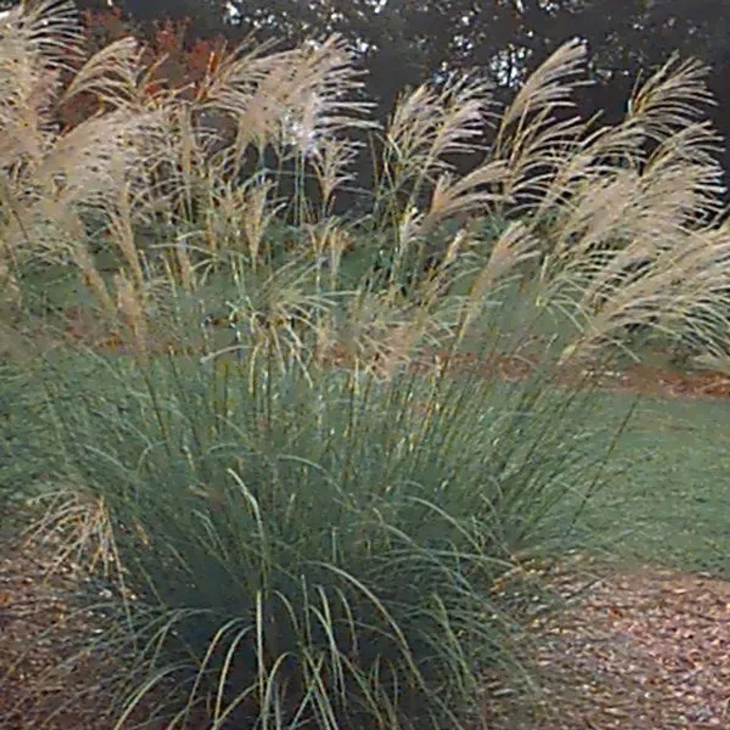 6 x Chinaschilf 'Silberfeder' Miscanthus sinensis Topf 9cm Silberne Blütenrispen