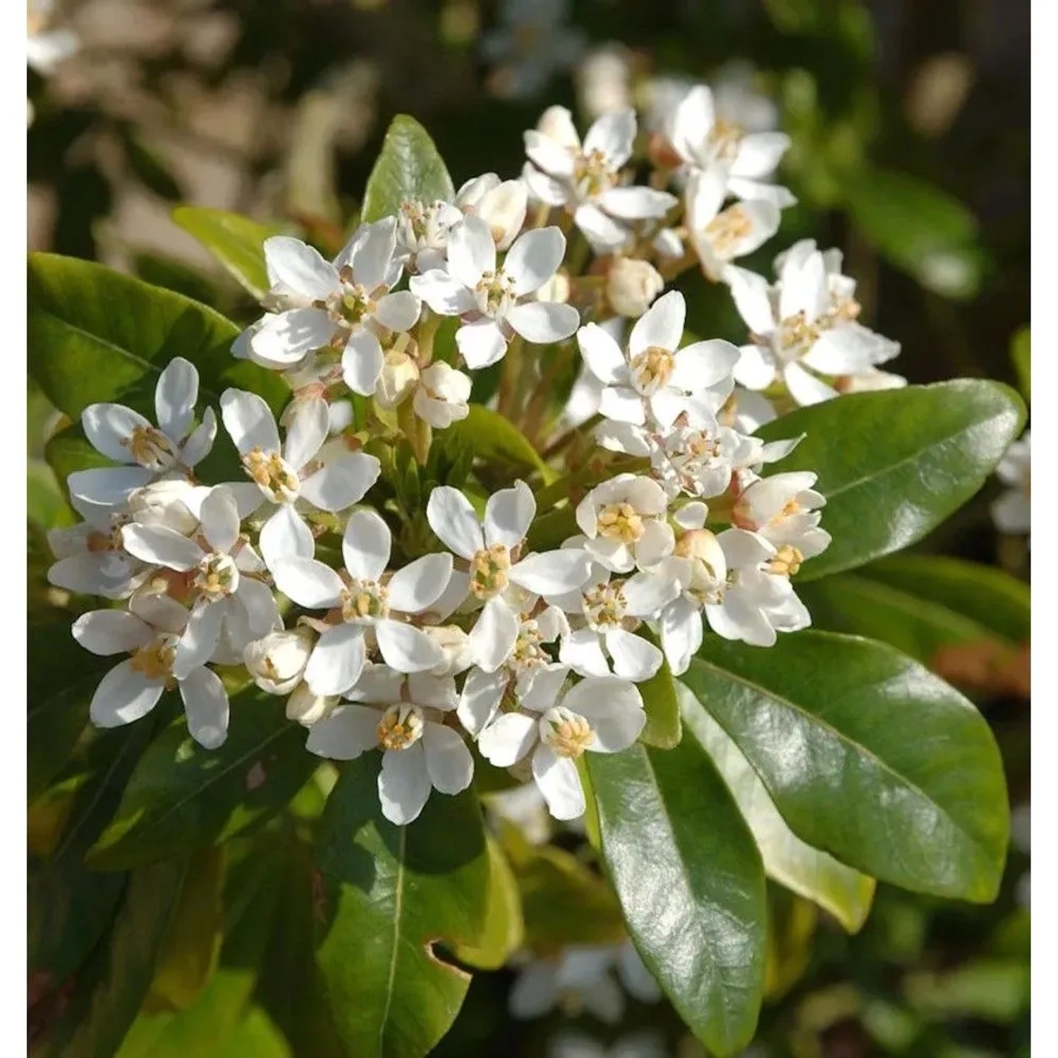 Orangenblume 30-40cm - Choisya ternata