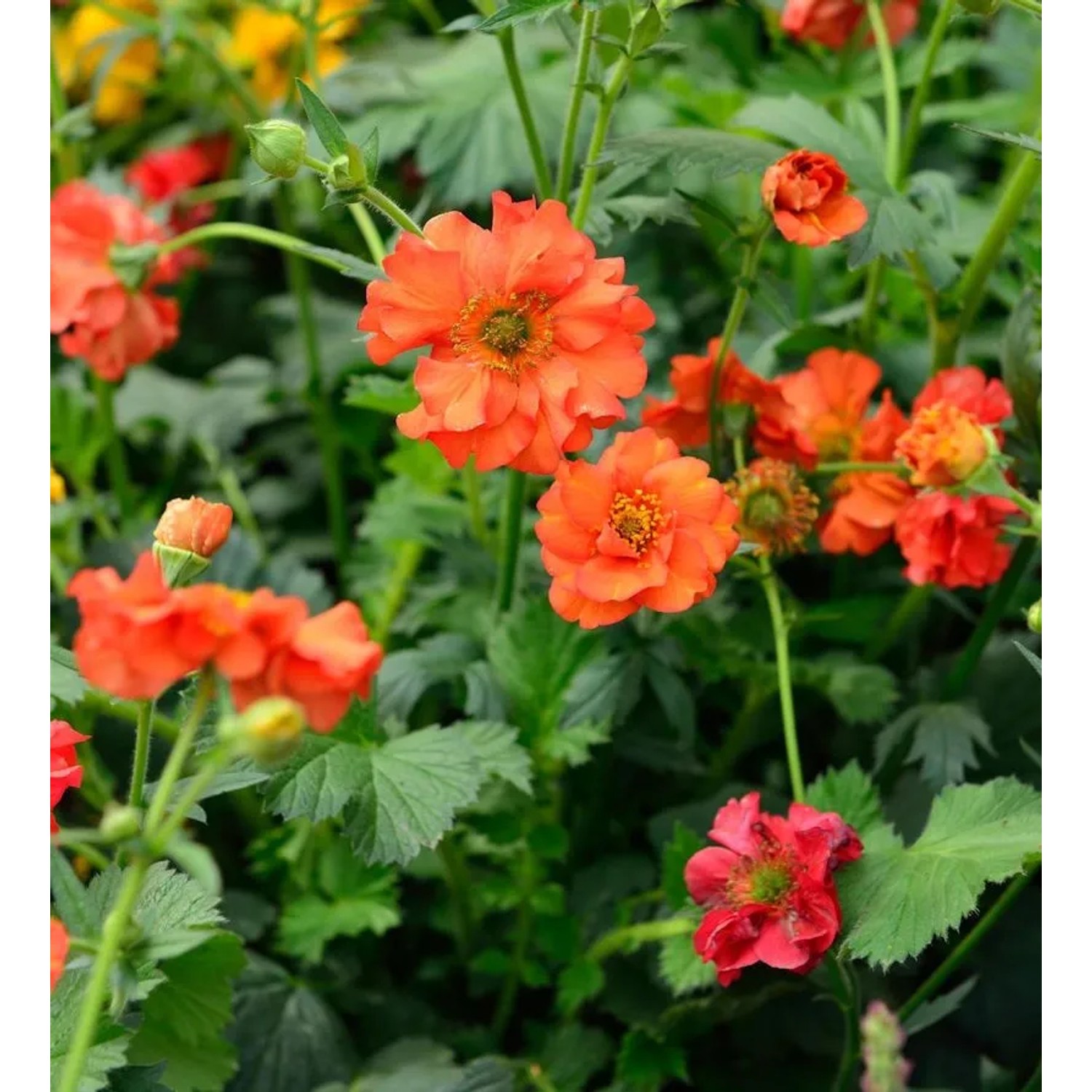Nelkenwurz Fire Opal - Geum chiloense