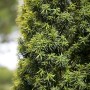 Immergrüne Taxus Baccata Eibe als Spirale, 150–175 cm hoch, für Garten und Kübel.
