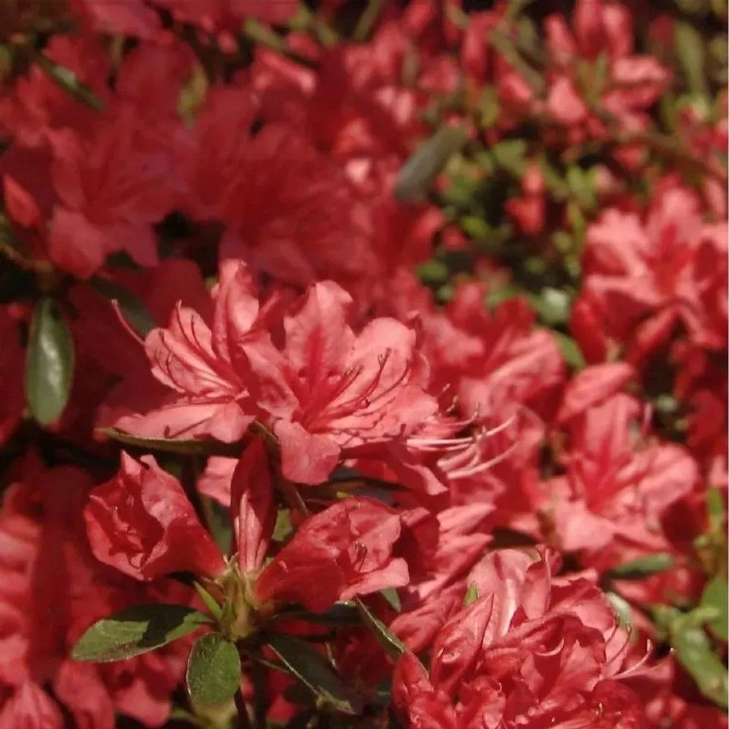 Kriechende Immergrüne Zwerg Azalee Marilee 30-40cm - Rhododendron nakaharai