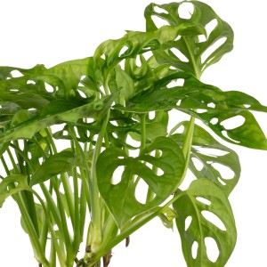 Grüne Monstera 'Monkey Leaf' im Topf, eine Zimmerpflanze mit markanten Löchern in den Blättern.