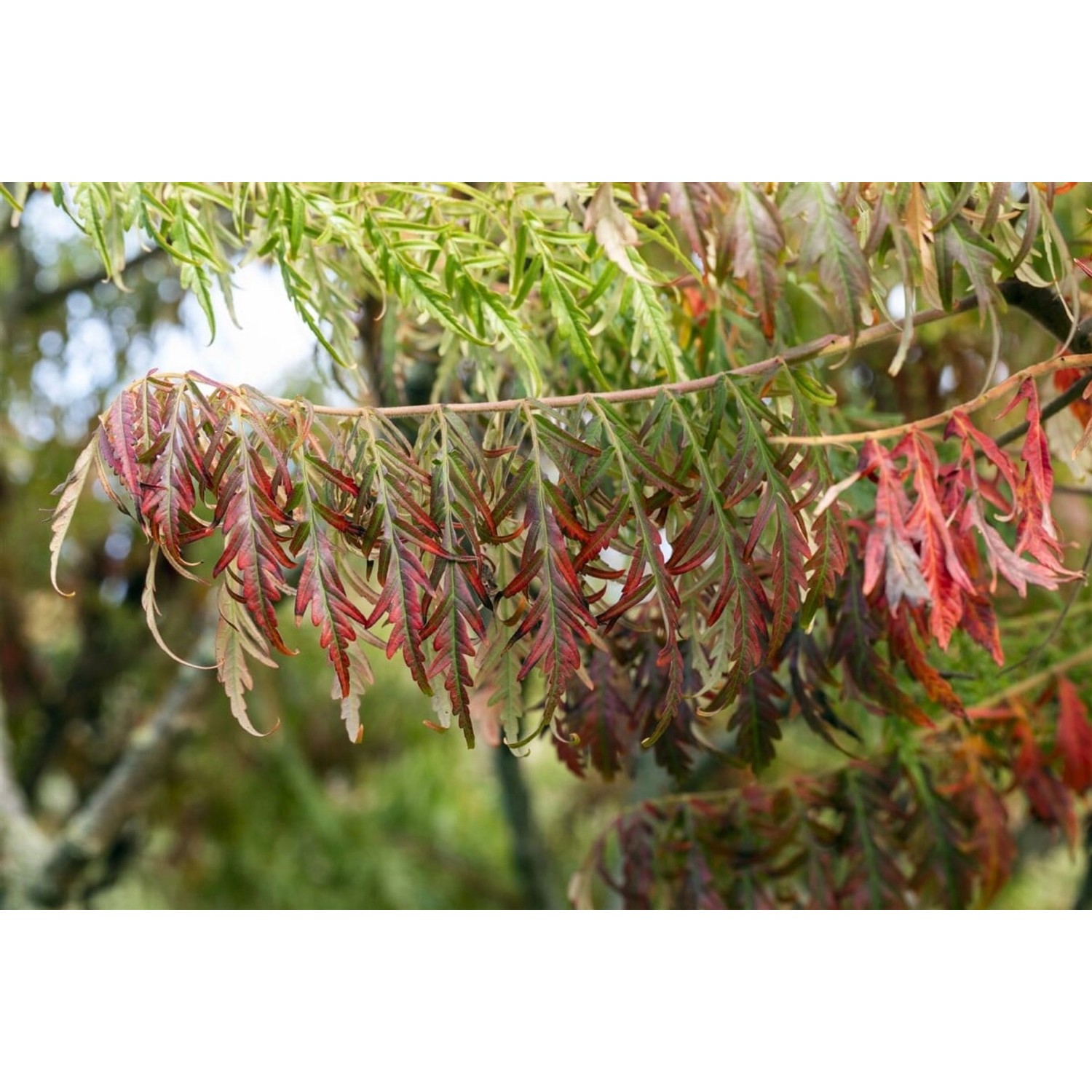 Rhus Typhina Tiger Eyes Essigbaum Gelbgrün 40–60 cm günstig online kaufen