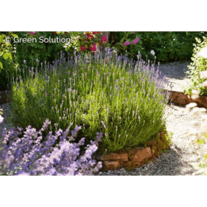Blühender Lavendel (Lavandula angustifolia) im Garten, Topf-Ø ca. 12 cm. Balkonpflanze und Bienenweide.