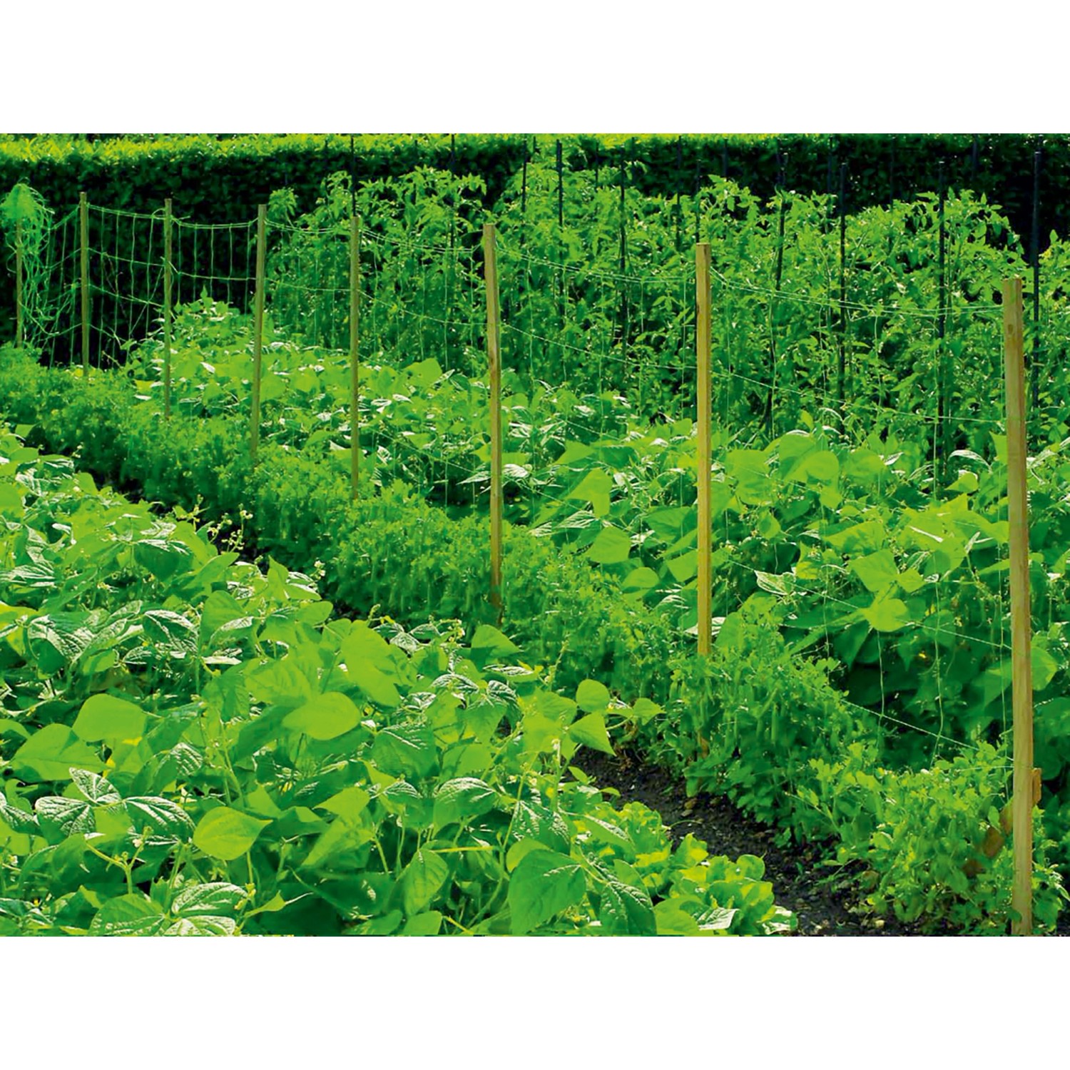 Ranknetz 10x2m als Rankhilfe im Gemüsebeet mit wachsenden Pflanzen.