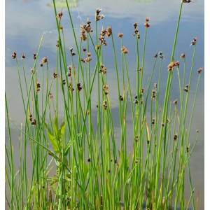 Foto der Gewöhnlichen Teichsimse (Schoenoplectus lacustris) mit grünen Stängeln und braunen Blütenständen am Teich.