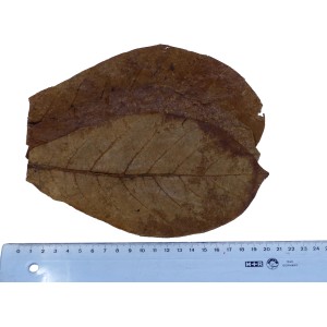 Proflora Terminalia Catappa Blätter (100 Stk.) zur Wasserwertkorrektur im Aquarium.