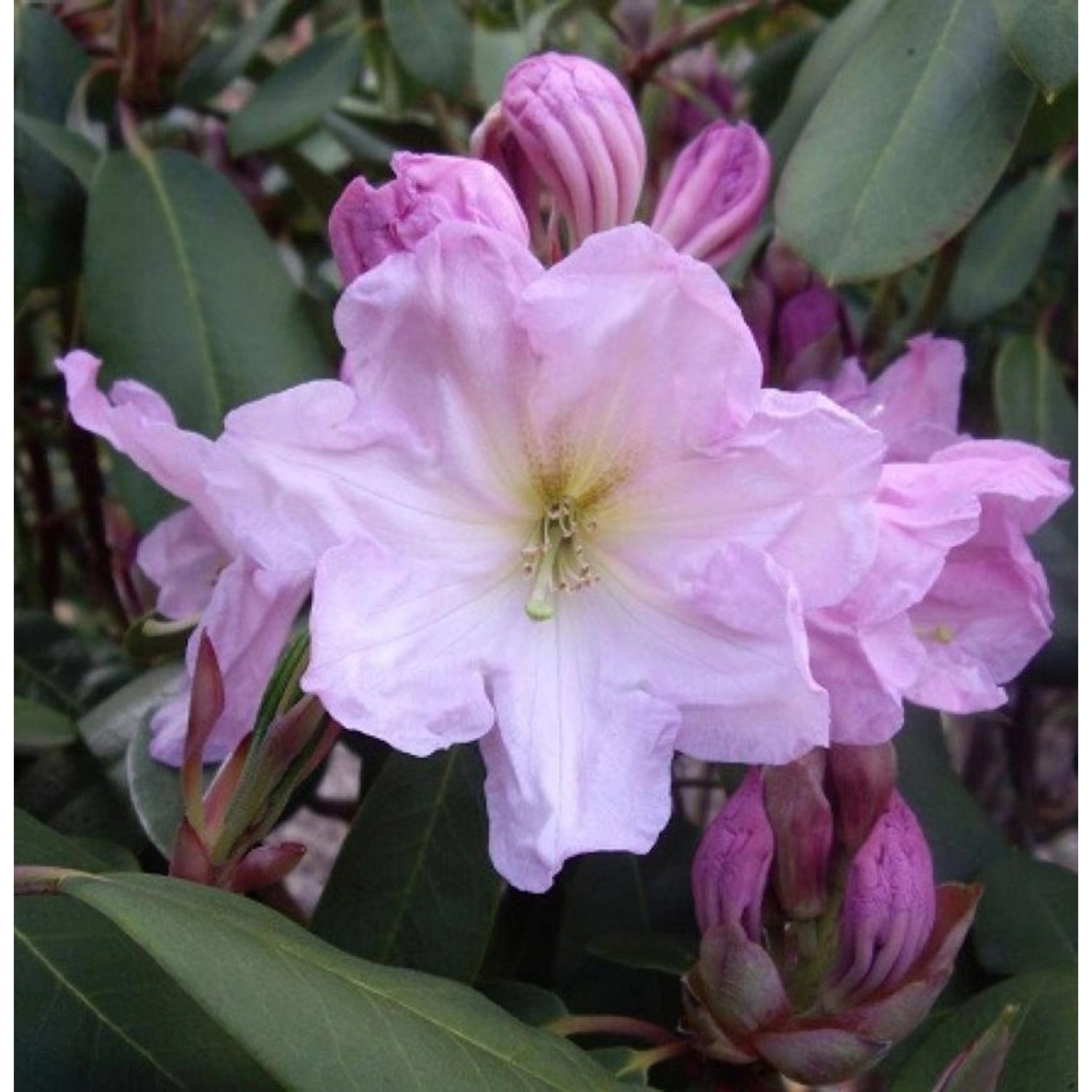 Baumrhododendron decorum 50-60cm - Rhododendron decorum günstig online kaufen