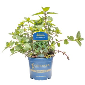 Kiepenkerl Schokoladen Minze im Topf (Ø 12cm). Küchenkräuter mit grün-braunen Blättern.