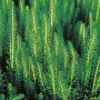 Tannenwedel (Hippuris vulgaris) im Topf, grüne Teichpflanze für klares Wasser.