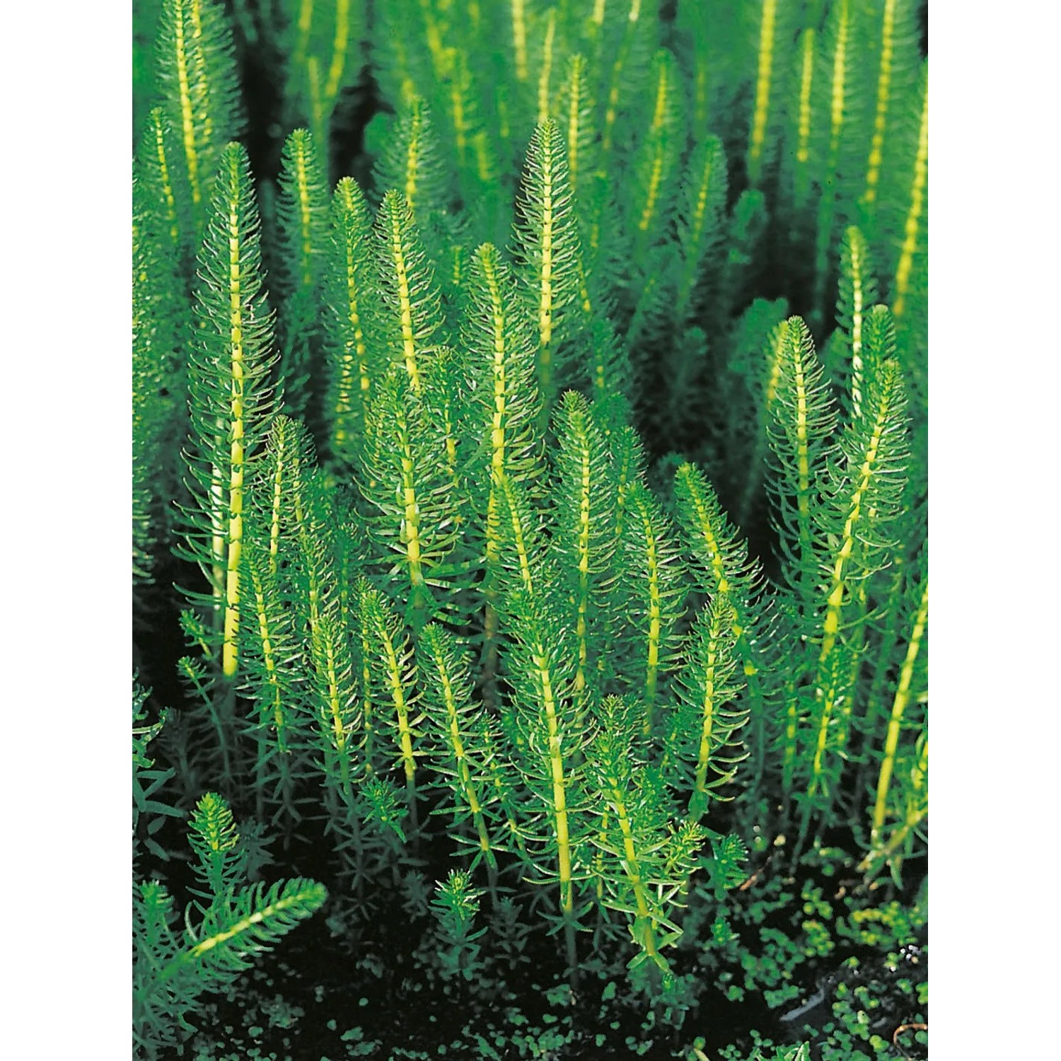 Tannenwedel (Hippuris vulgaris) im Topf, grüne Teichpflanze für klares Wasser.