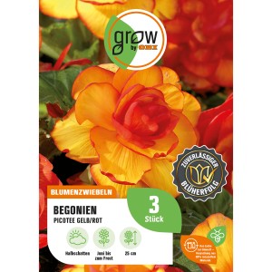 GROW by OBI Begonie Picotee Gelb/Rot, Blumenzwiebel mit zweifarbigen Blüten.