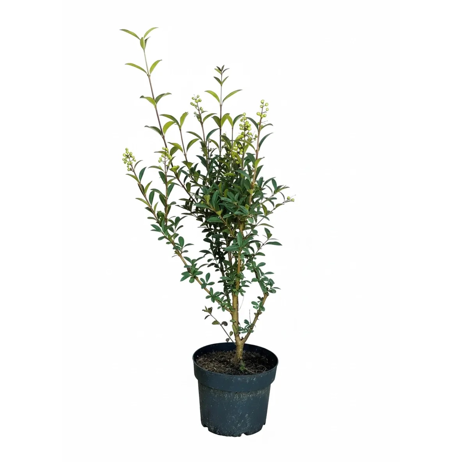 Baumfink Gemeiner Liguster als Topfpflanze 60-100cm