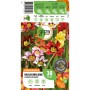 GROW by OBI Harlekinblume Tricolor-Mischung, Sparaxis, Blumenzwiebeln mit bunten Blüten in Gelb, Rot und Lila.