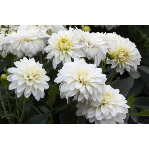 Weiße Scharlach-Dahlie (Dahlia coccinea) im Topf, eine dekorative Stehpflanze für Beet und Balkon.