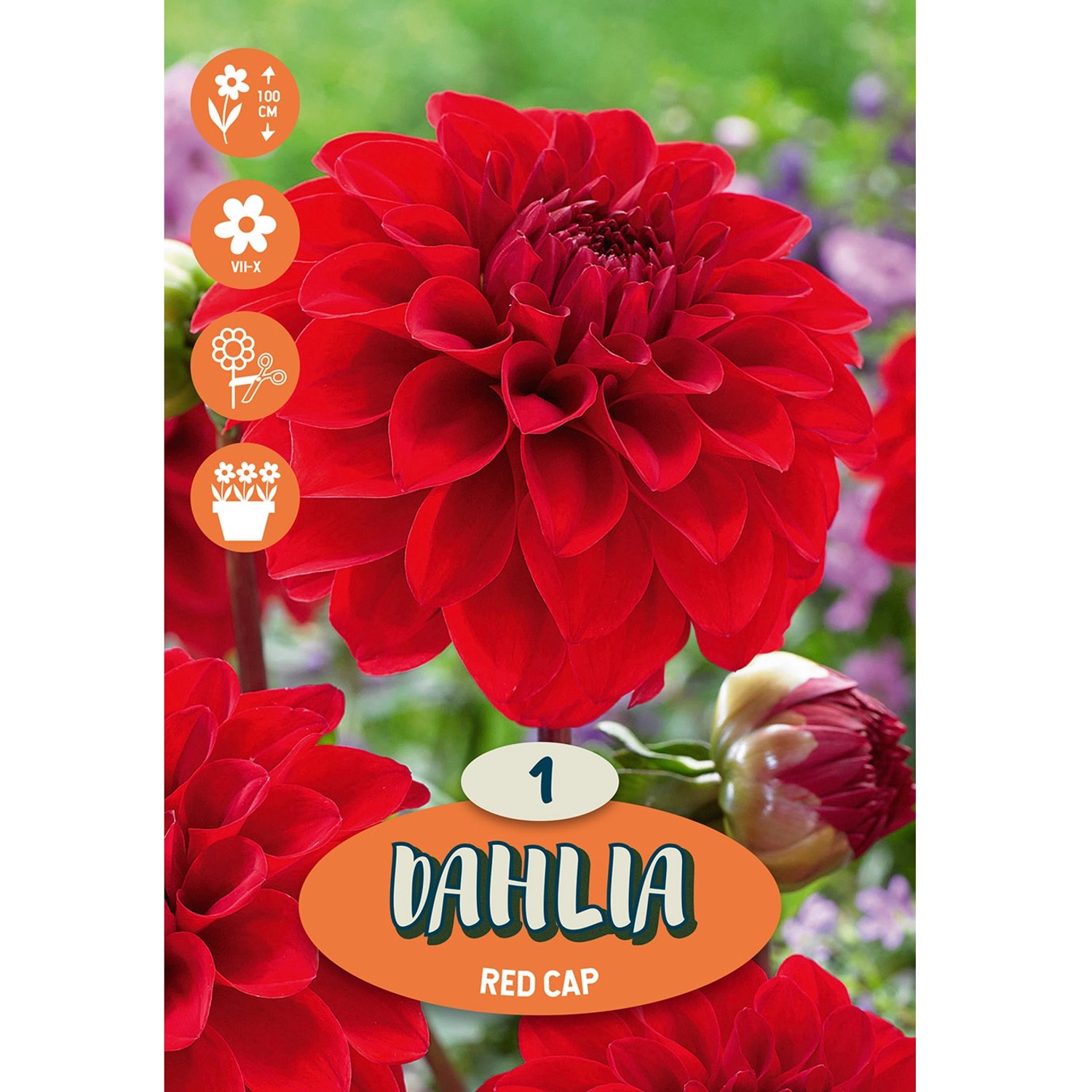 Dahlia ''Red Cap'' 1 Stück