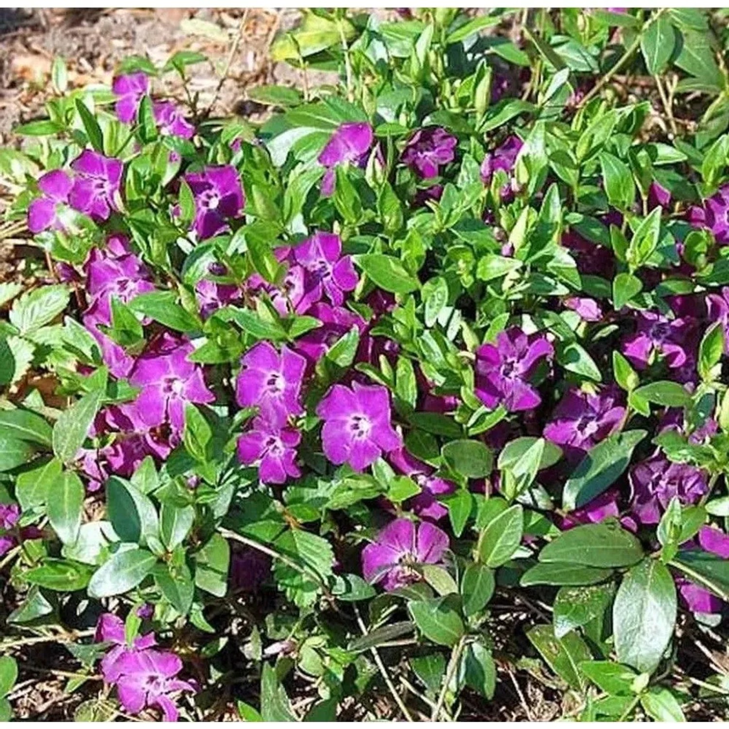 10x Kleinblättriges Immergrün Rubra - Vinca minor