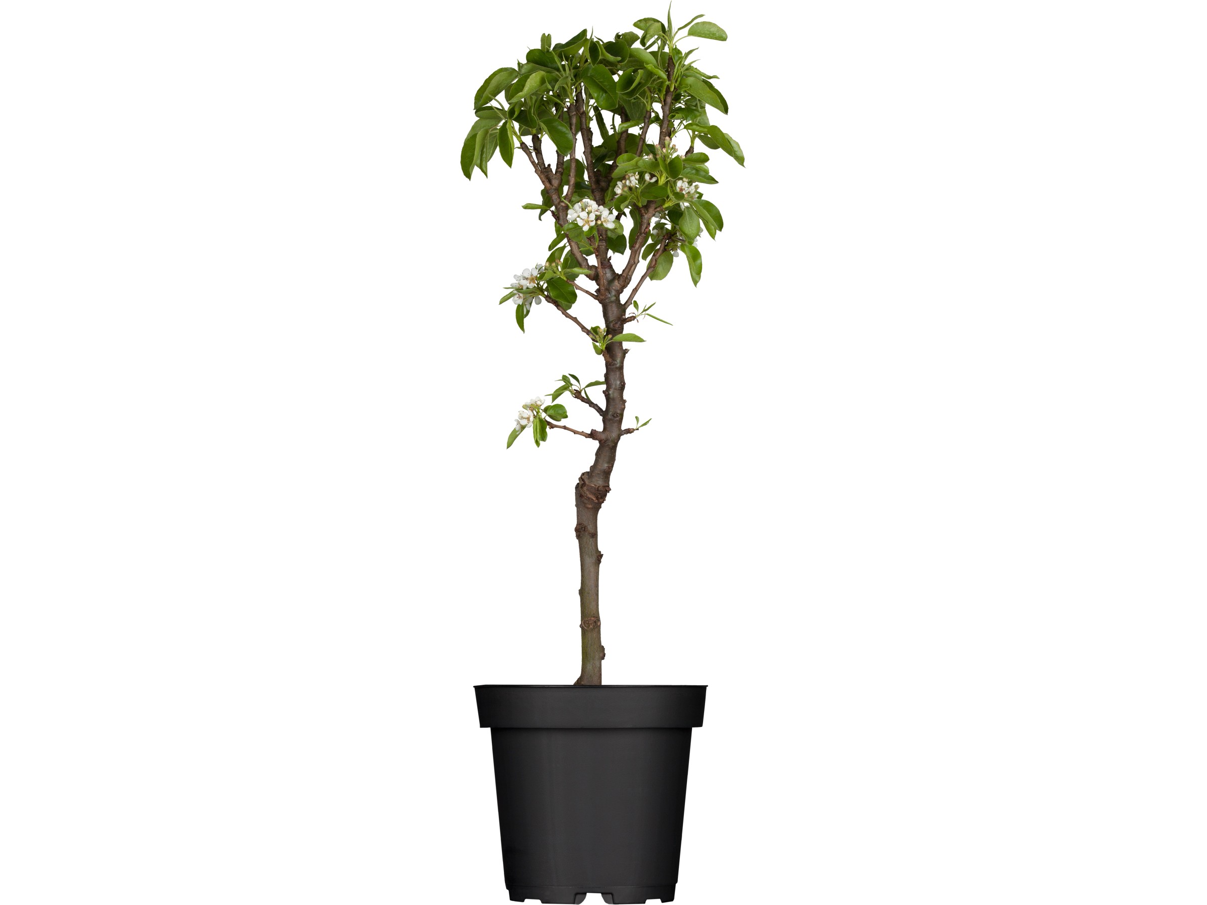 Birnenbaum Gute Luise - Kleinbleibend 120-140cm Im Topf