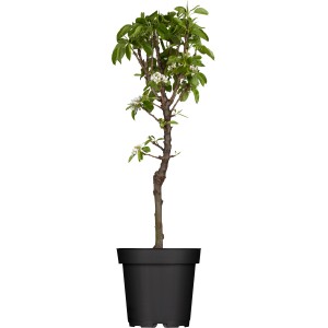 Kompakte Zwergbirne im Topf, ca. 40-60 cm hoch, mit grünen Blättern und weißen Blüten.