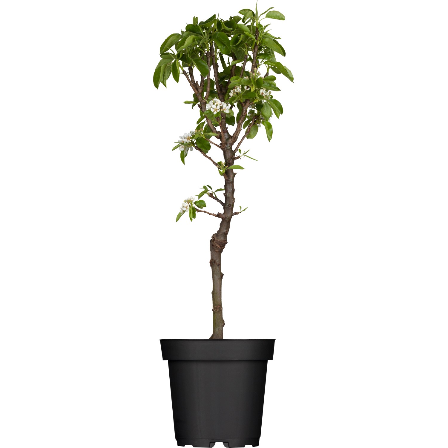 GROW by OBI Zwergbirne Höhe ca. 40 - 60 cm Topf ca. 5 l Pyrus communis günstig online kaufen