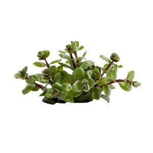 Stoffels Aquariumpflanze Rotala rotundifolia Orange Juice, grüne Blätter.