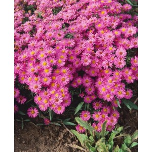 Kissenaster Heinz Richard: Rosa Aster Dumosus im 9x9 cm Topf, blühende Staude.