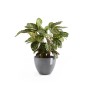 Ecopots Antwerp Pflanztopf, grau, 30 cm, mit Pflanze. Ideal für Innen- und Außenbereich.