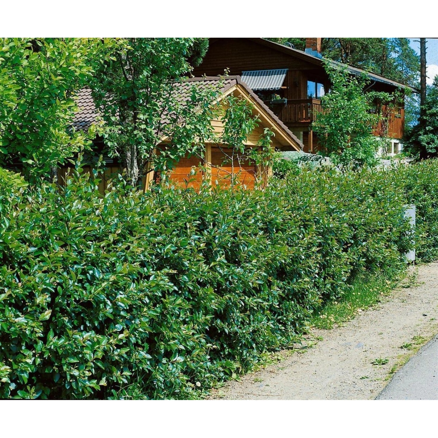 Cotoneaster lucidus 40-60 cm günstig online kaufen