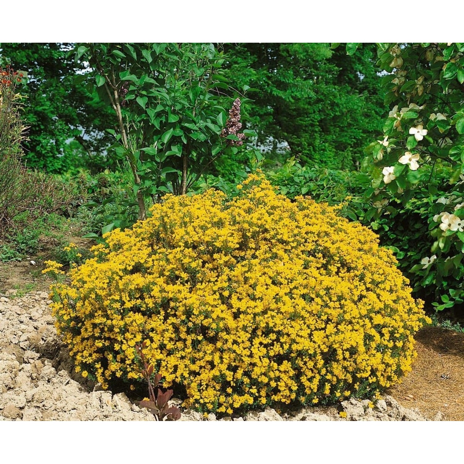 Genista Hispanica Spanischer Ginster 20-30 cm günstig online kaufen