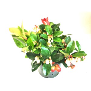 Niedere Scheinbeere (Gaultheria procumbens) im Topf mit grünen Blättern und roten Beeren.
