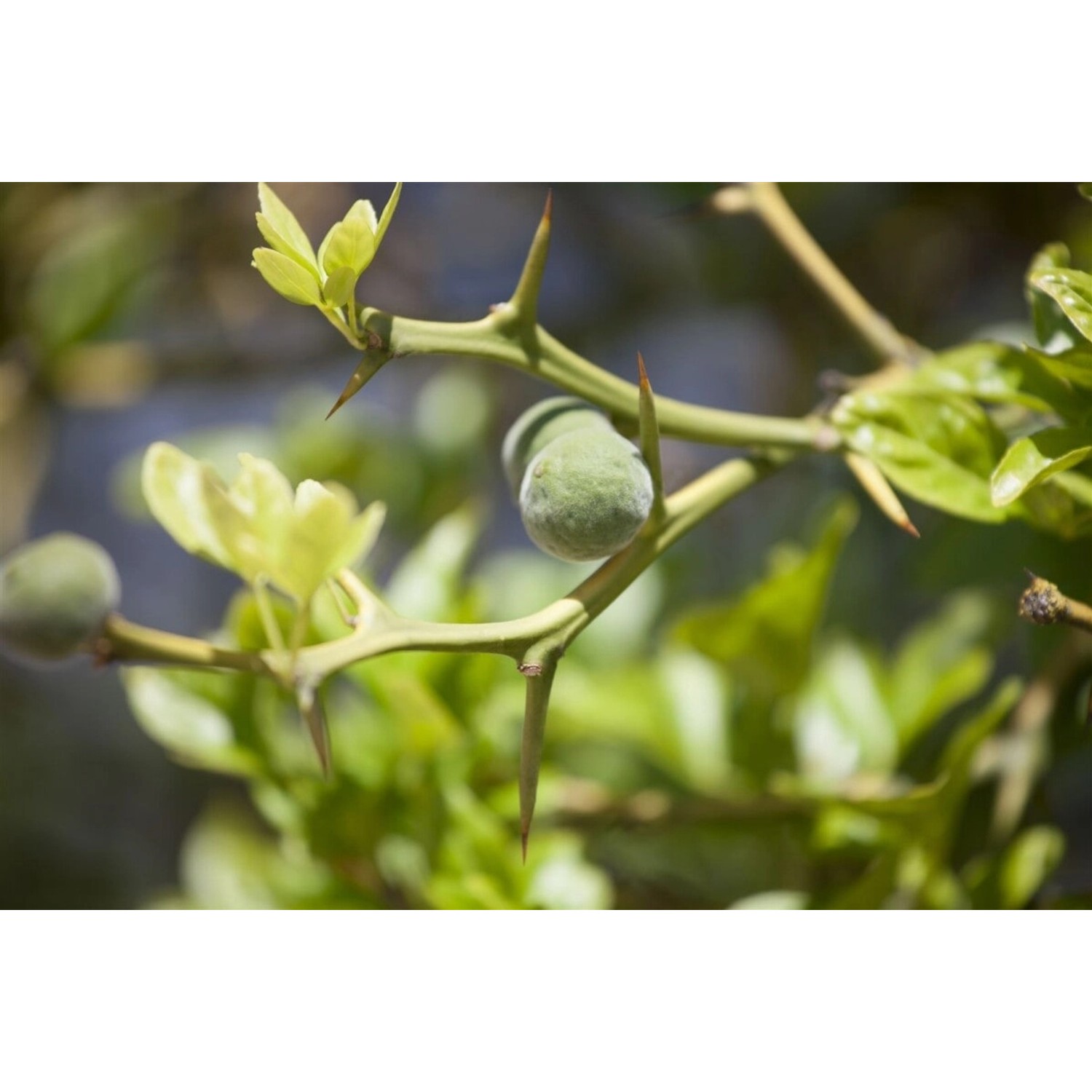 Poncirus Trifoliata Bitterorange 60–80 cm günstig online kaufen