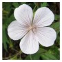 Nahaufnahme einer weißen Blüte des Storchenschnabels 'Kashmir White'.