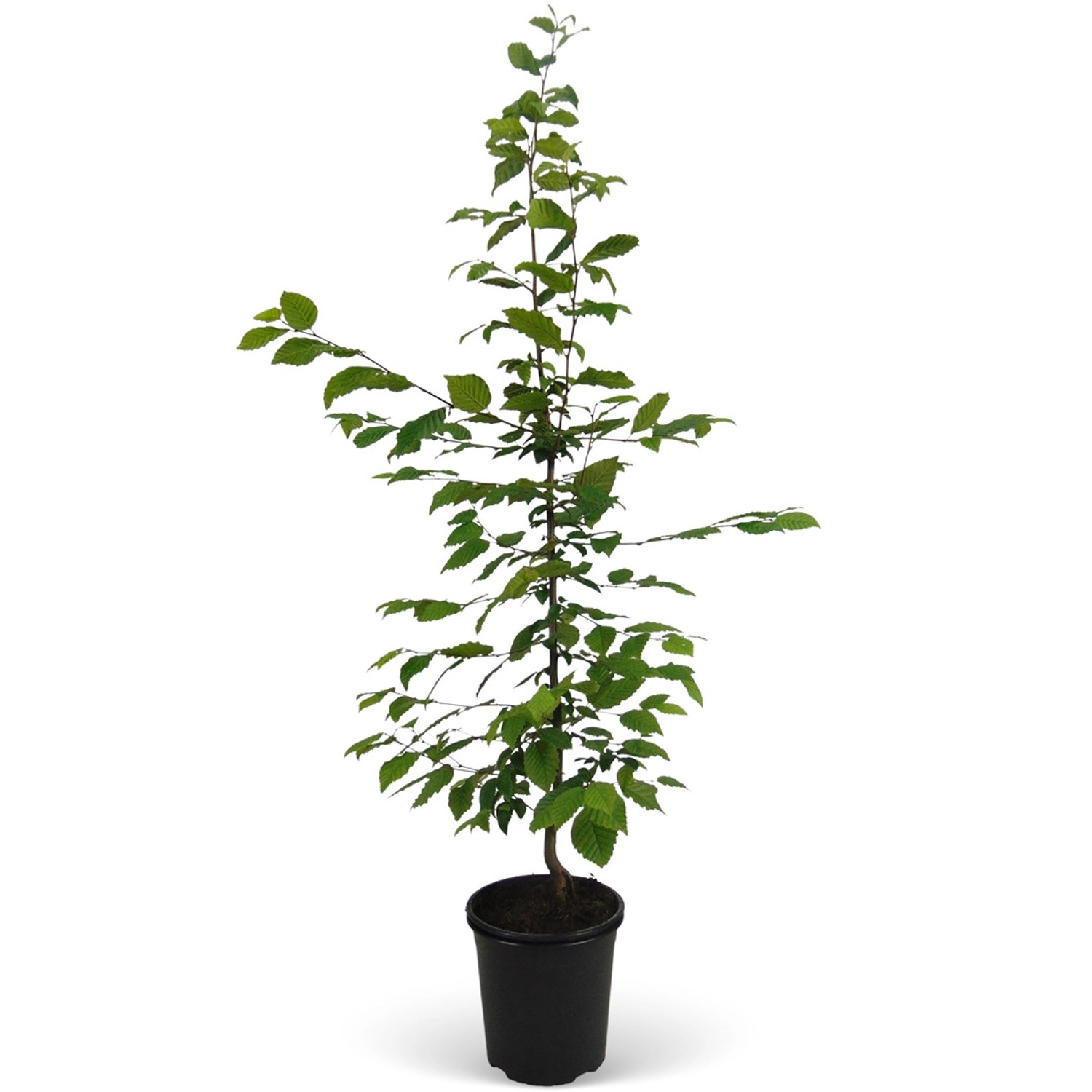 Hainbuche Set à 75 Stück Höhe ca. 80 - 100 cm Topf ca. 3 l Carpinus betulus